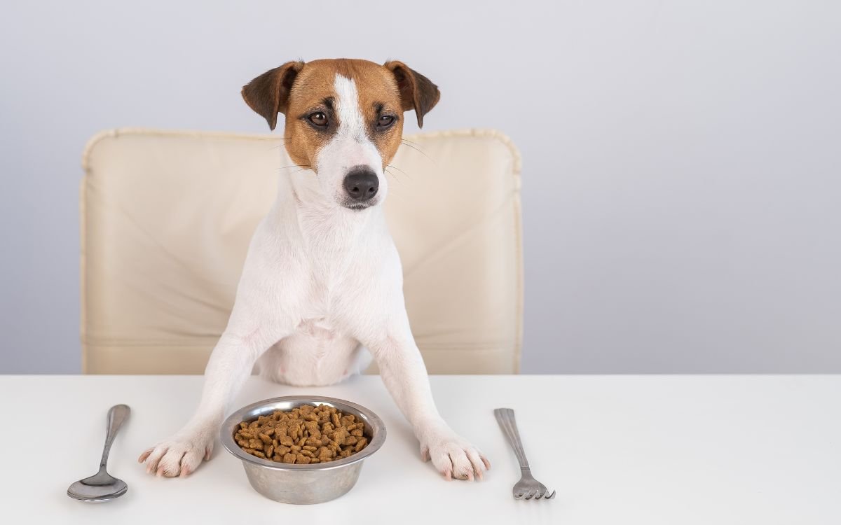 Puppy feeding guide explaining how much to feed a puppy, portion sizes, feeding schedules, and healthy growth.
