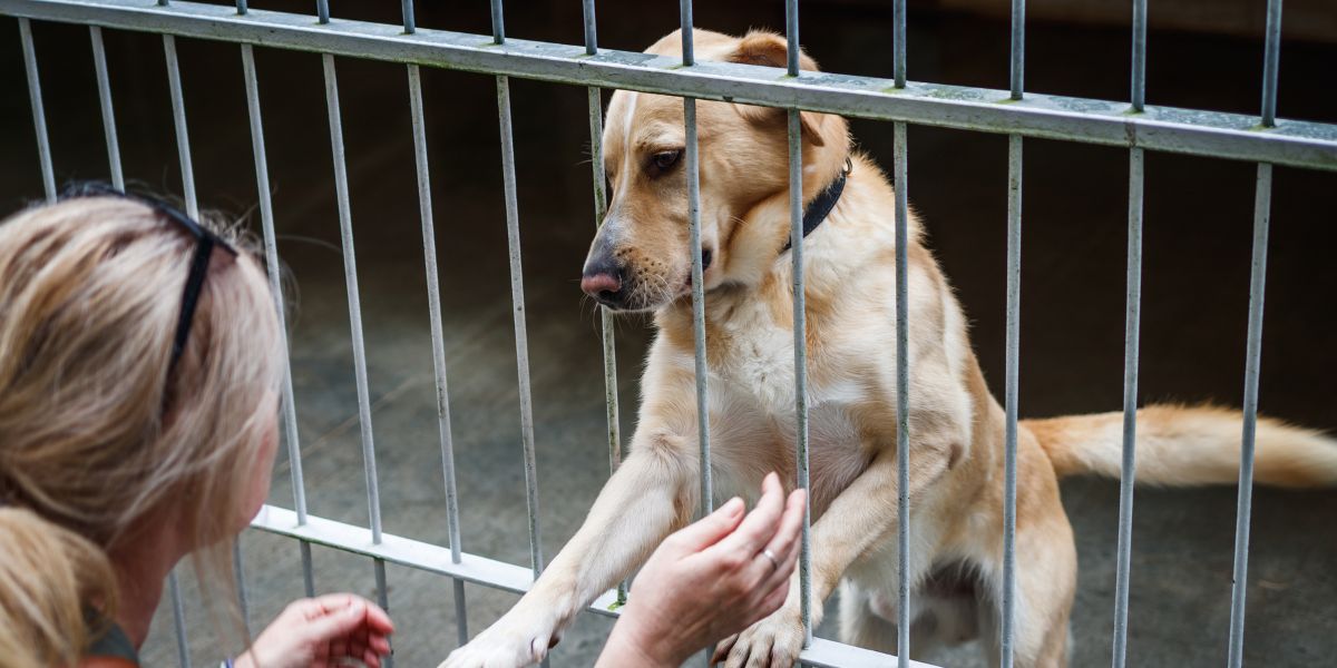 Wasatch Pup supports animal shelters through dog product donations, adoption programs, and partnerships with local rescues.