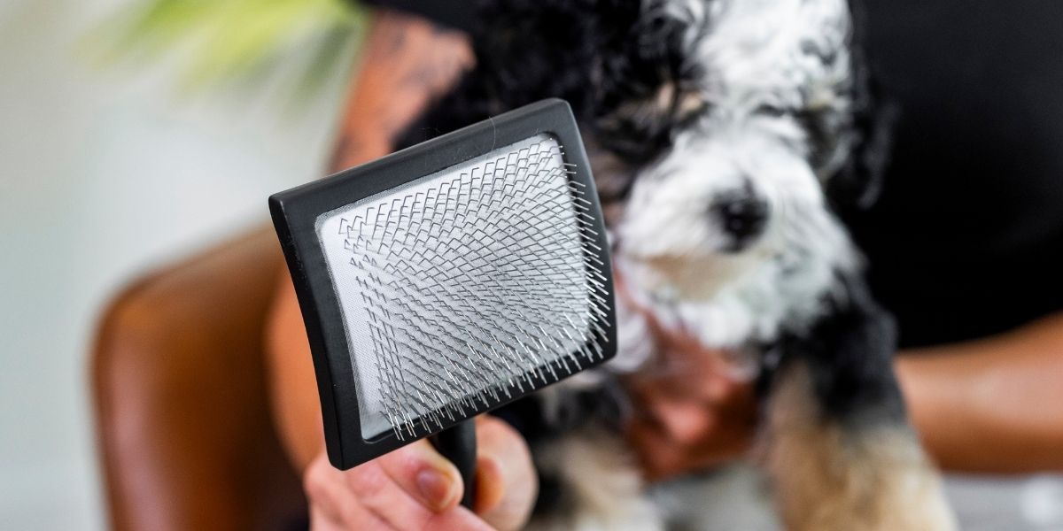 How to Use a Slicker Brush When Grooming Your Dog - Wasatch Pup