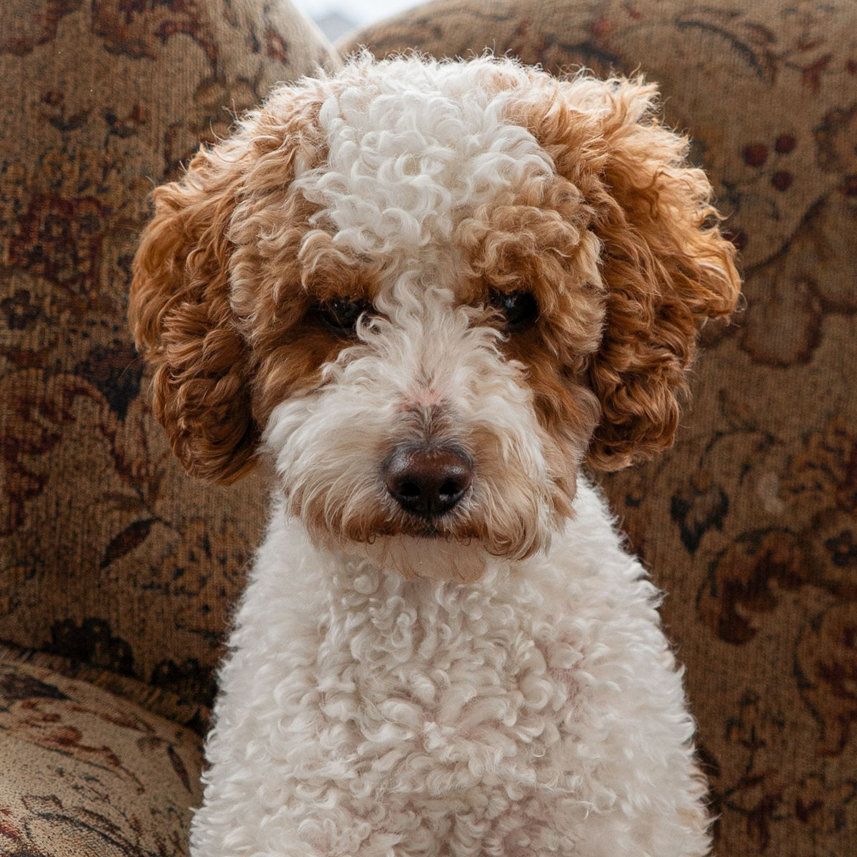 Romeo | Red & White Parti Mini Poodle Stud | AKC & Health Tested - Wasatch Pup