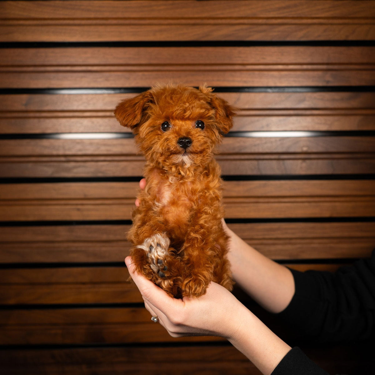 Chief | 4 Pounds | Intense Red Teacup Poodle Stud | AKC & Health Tested - Wasatch Pup