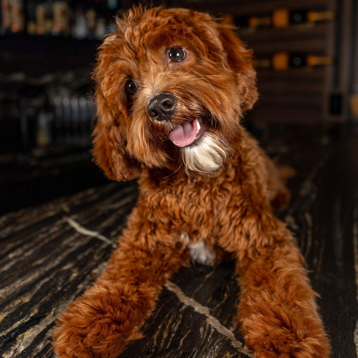Bear | Red F1B Mini Cavapoo Stud | Health Tested - Wasatch Pup