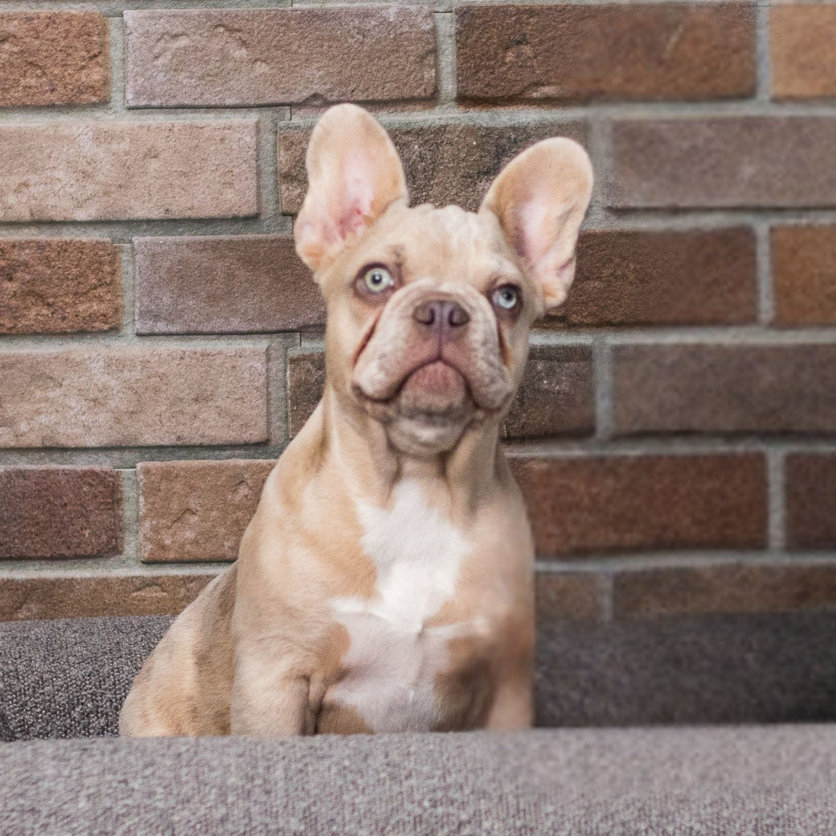 Bear | Rare "Isabella Merle" French Bulldog Stud | Champion Bloodline & Health Tested - Wasatch Pup