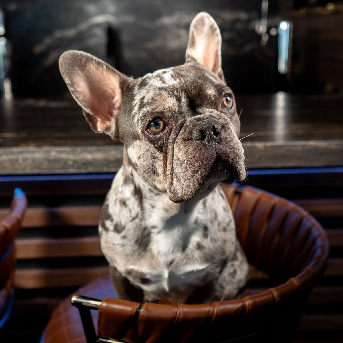 Blue | Blue Merle French Bulldog Stud | AKC & Health Tested - Wasatch Pup