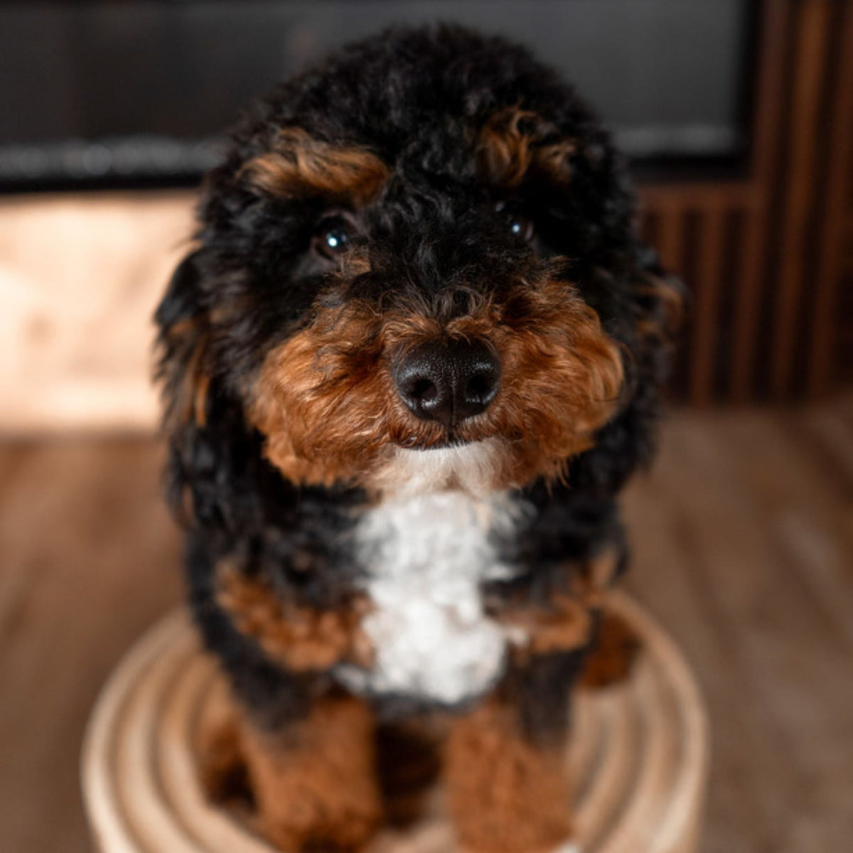 Bobo | Tri-Color Mini Poodle Stud | Perfect Markings | CKC & Health Tested - Wasatch Pup