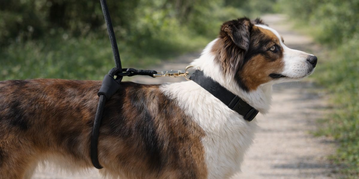 Calm Command Leash: What the Research Shows and Why It Exists - Wasatch Pup