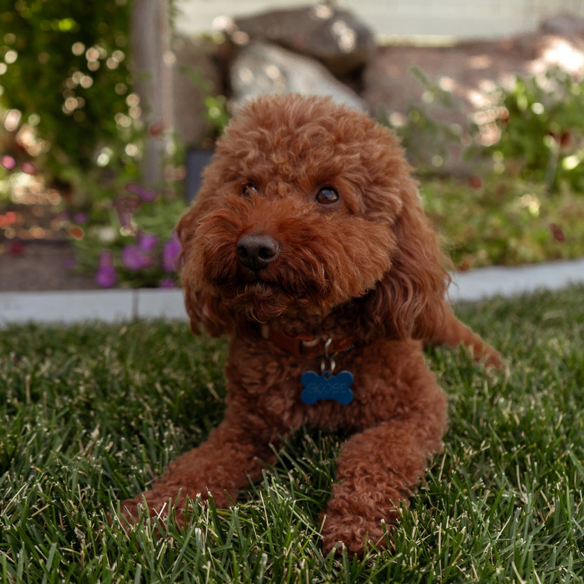 Goose | Deep Red Mini Poodle Stud | AKC & Health Tested - Wasatch Pup
