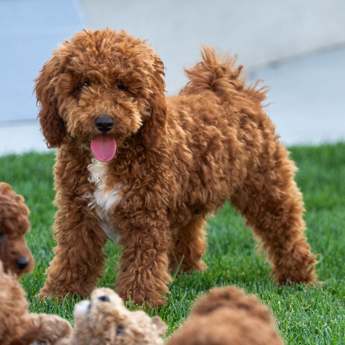 Milo | Red F1b Mini Goldendoodle Stud | Health Tested - Wasatch Pup