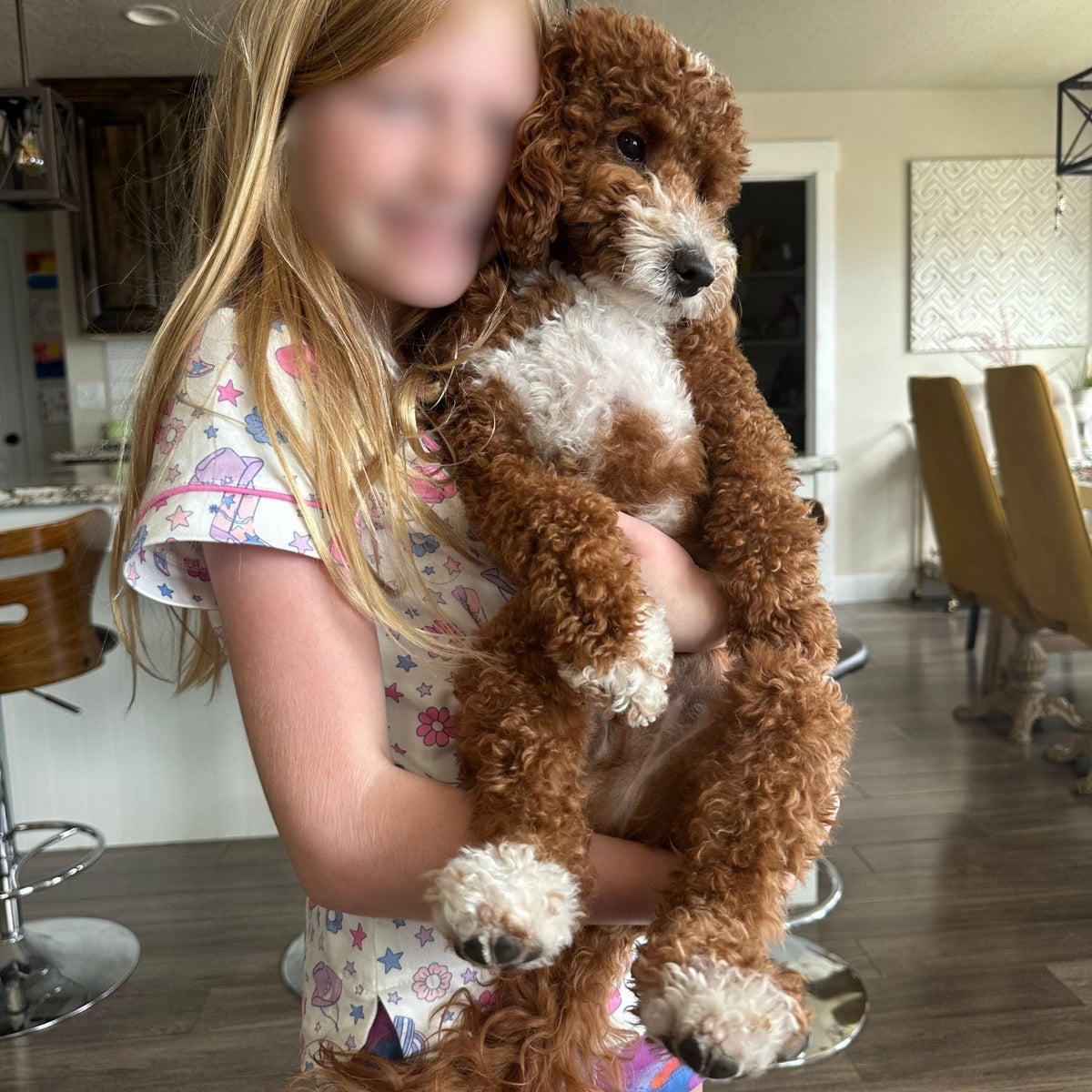 Snickers | Red F1B Mini Goldendoodle Stud | Health Tested - Wasatch Pup