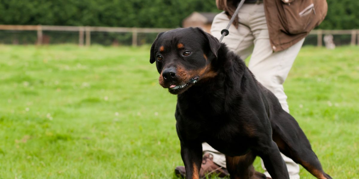 How Leash Pulling Is Slowly Ruining Your Dog’s Health - Wasatch Pup