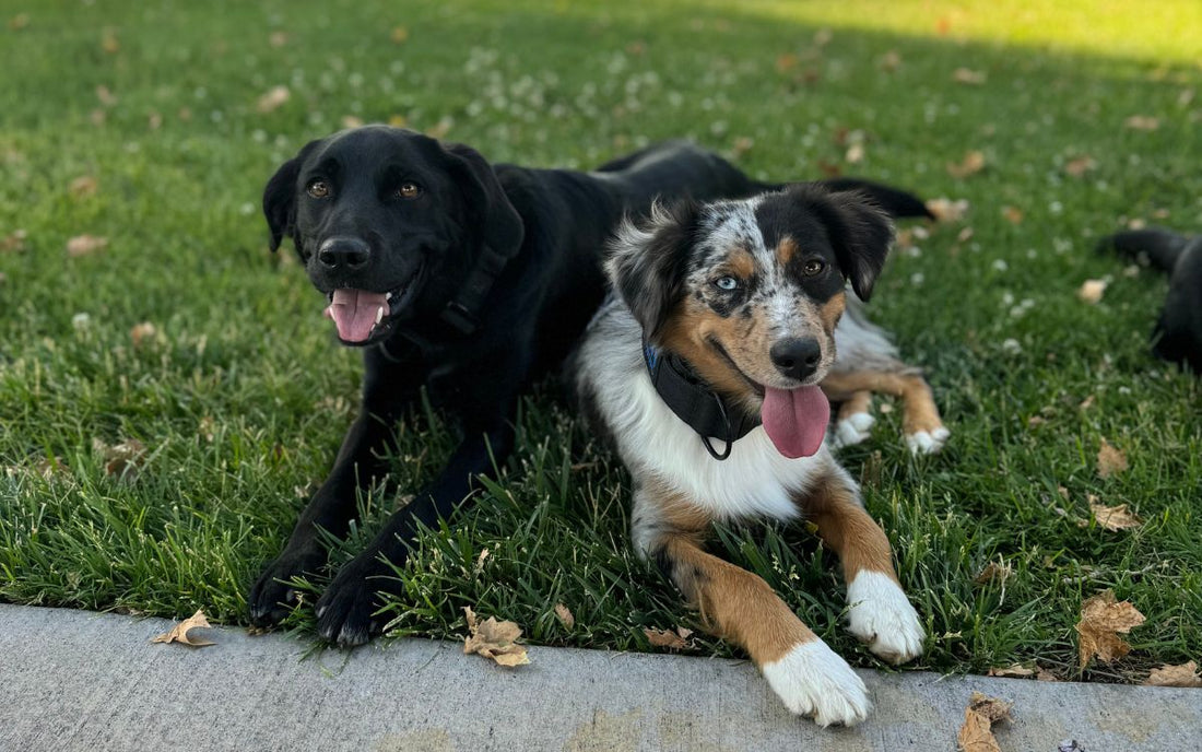 Using “Yes” to Mark Good Behavior in Dog Training