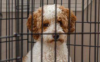 Romeo in Kennel