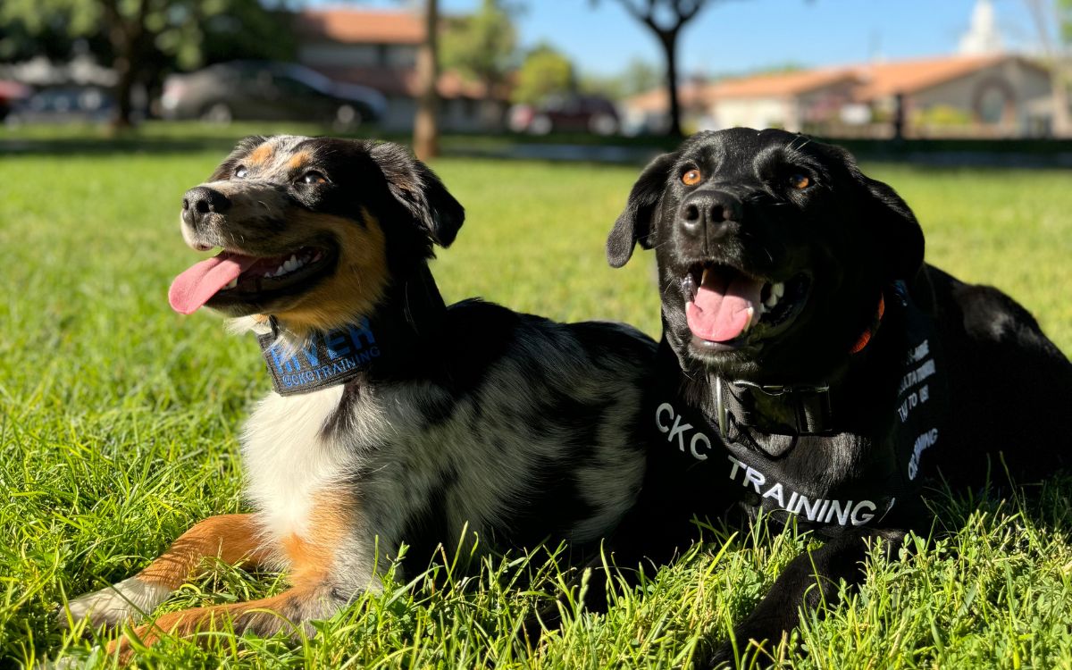 Why Train Your Dog? The Essential Benefits of Dog Training. - Wasatch Pup