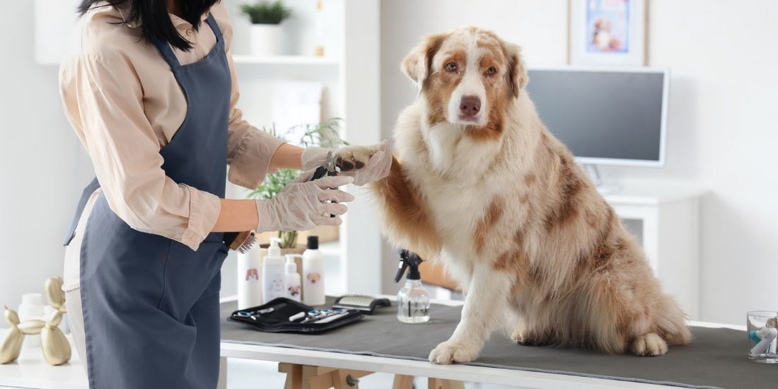 How to Trim Your Dog’s Nails at Home