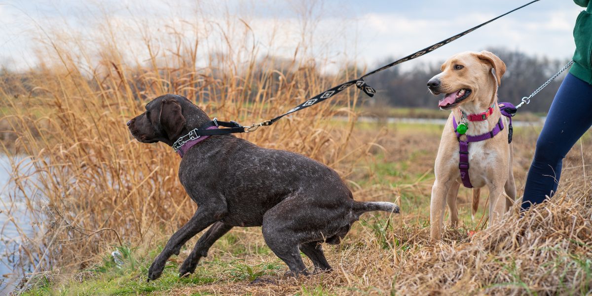 The Calm Command No-Pull Leash—A Game Changer for Dog Owners - Wasatch Pup