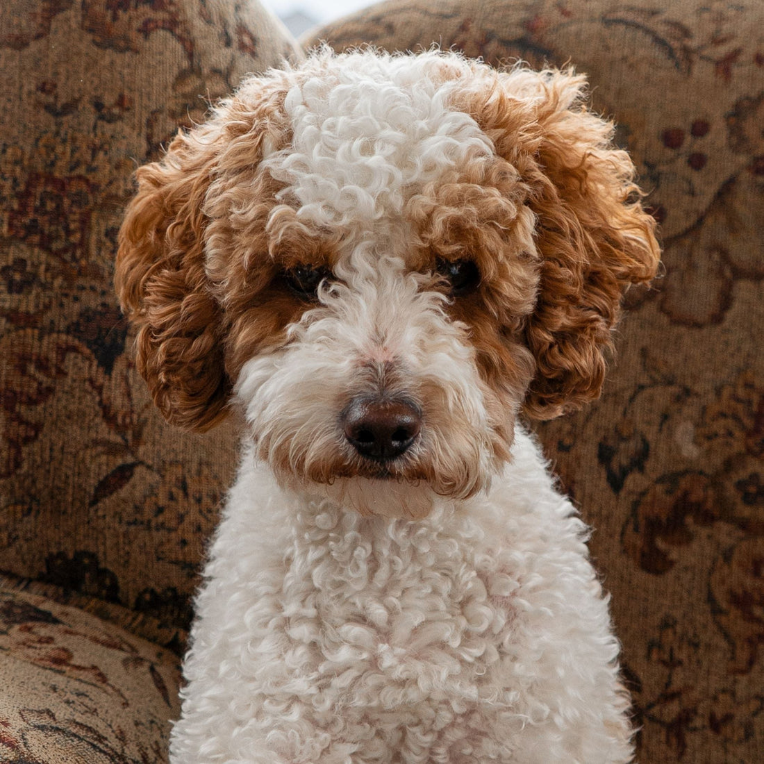 Romeo | Red & White Parti Mini Poodle Stud | AKC & Health Tested