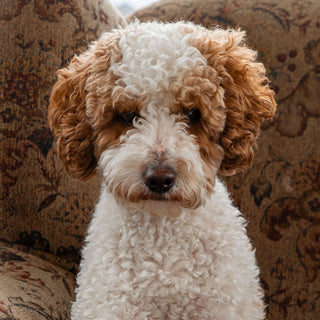 Romeo | Red & White Parti Mini Poodle Stud | AKC & Health Tested