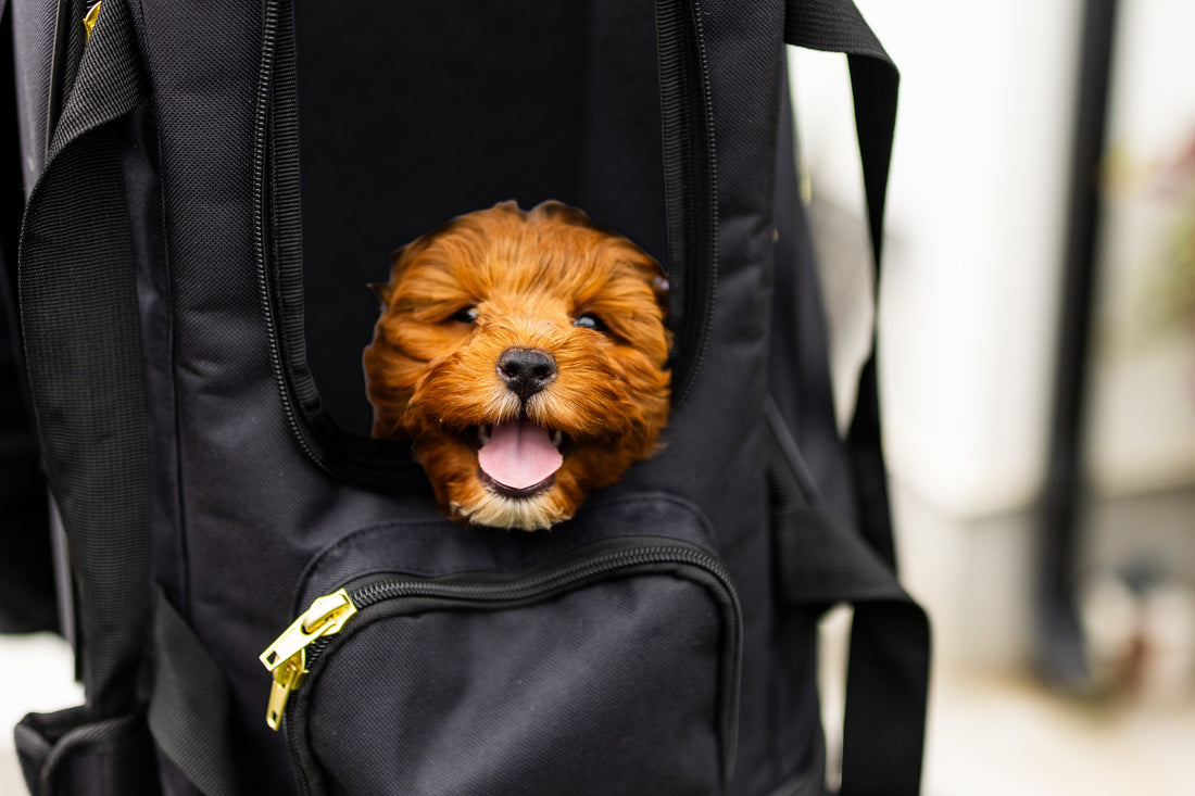 Size Guide: Air Pup Travel Carrier