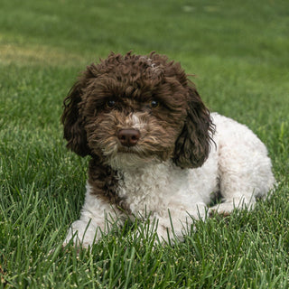 Bill | Chocolate Parti Toy Poodle Stud | AKC & Health Tested