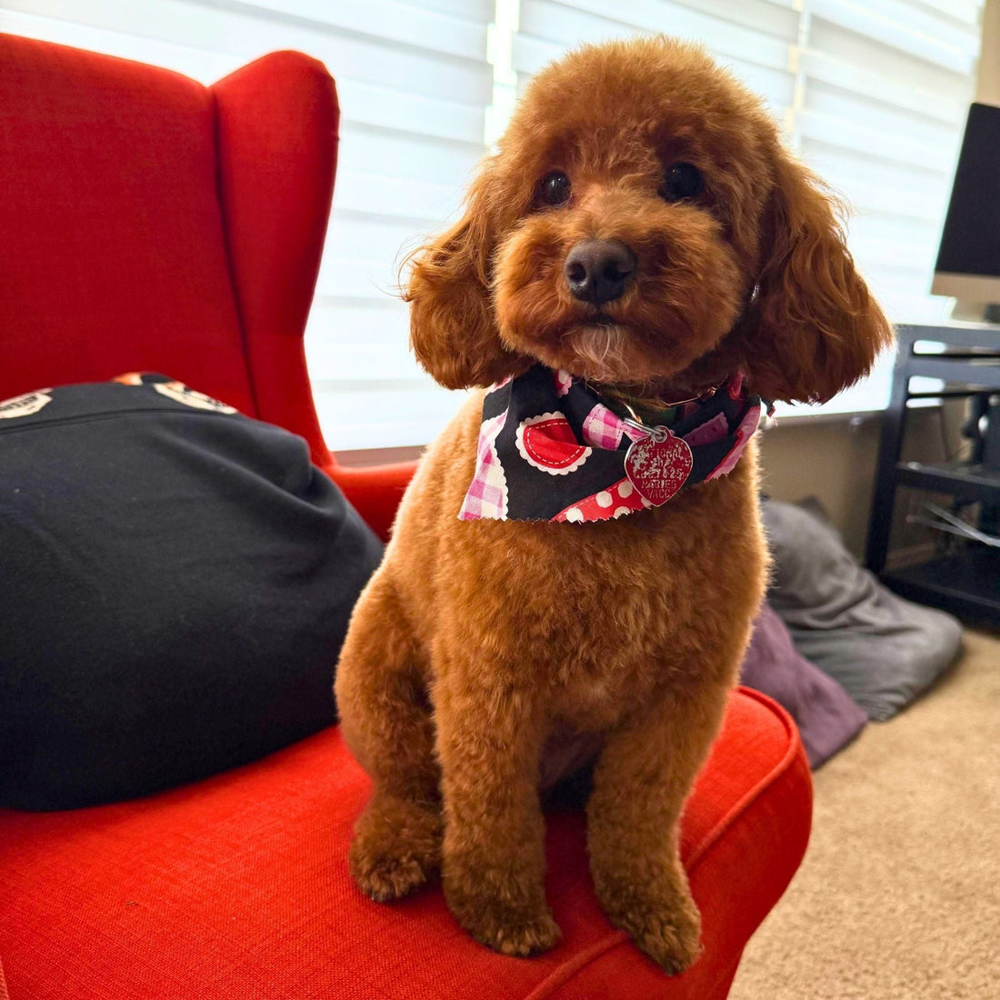 Coco | Red Mini Poodle | Health Tested