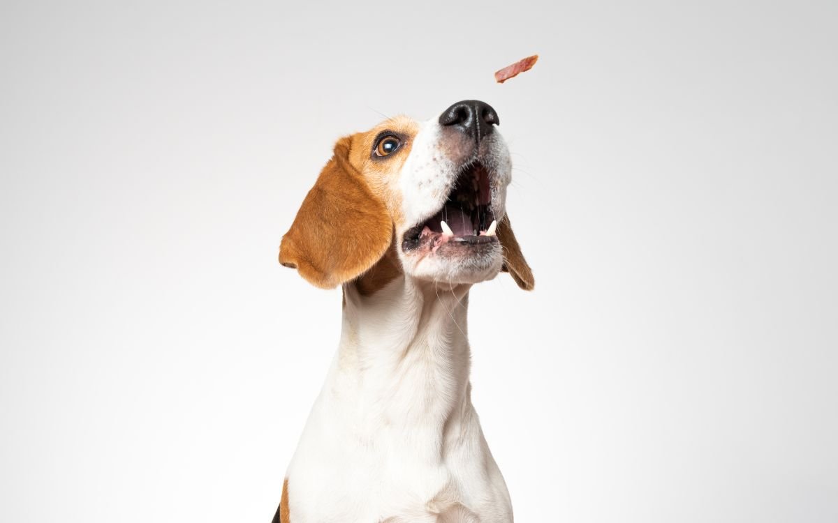 Healthy dog treats guide showing how to choose safe, natural, and high-quality treats for your dog from Wasatch Pup.