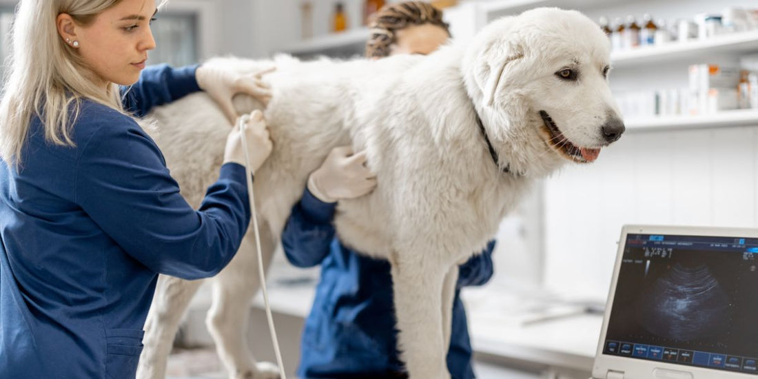 Confirming Your Dog's Pregnancy: Ultrasound, Palpation, and What to Expect at Weeks 4-5