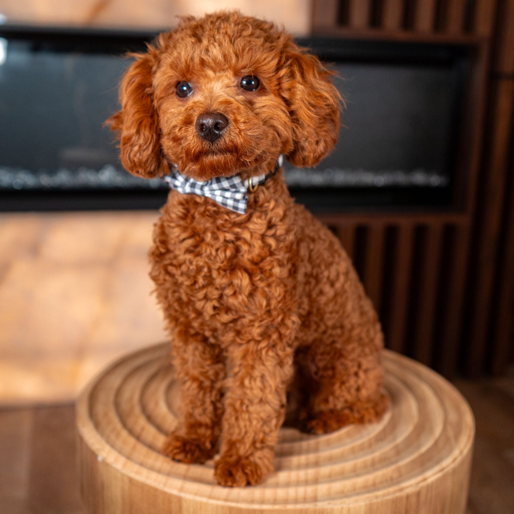King | 6 Pounds | Red Toy Mini Poodle Stud | AKC & Health Tested