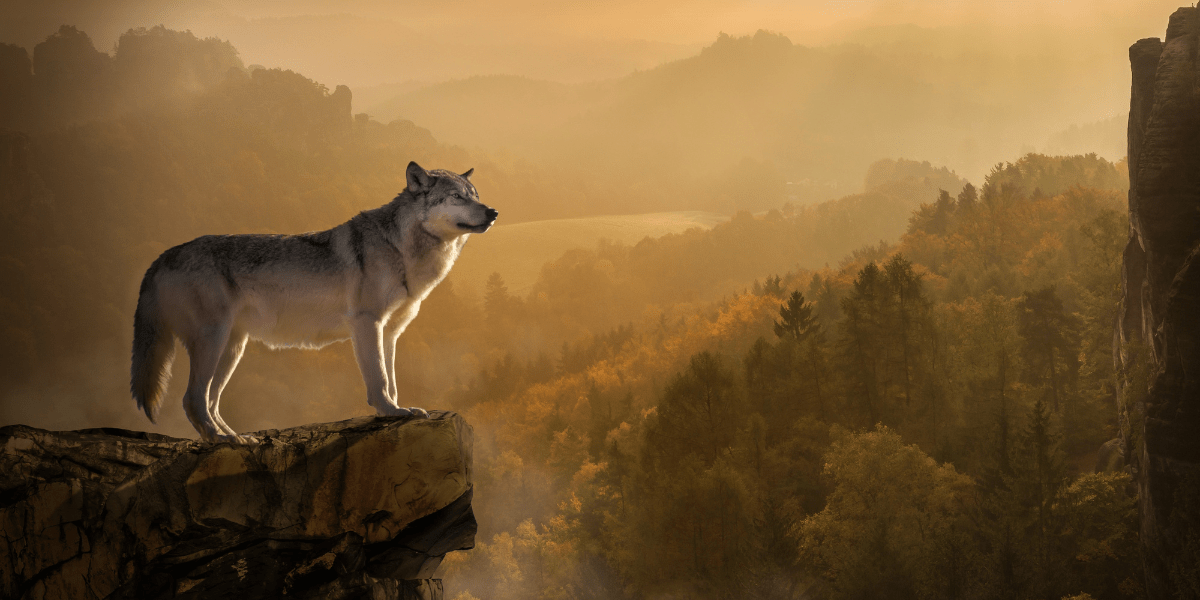 Why Organ Meats Should Be Part of Your Dog’s Diet—Lessons from Wild Wolves - Wasatch Pup