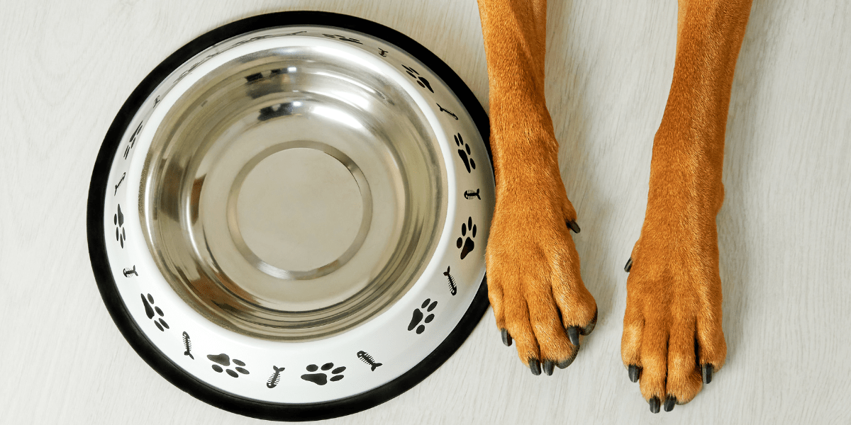 The Importance of Stainless Steel Bowls for Dogs: A Health and Hygiene Perspective - Wasatch Pup