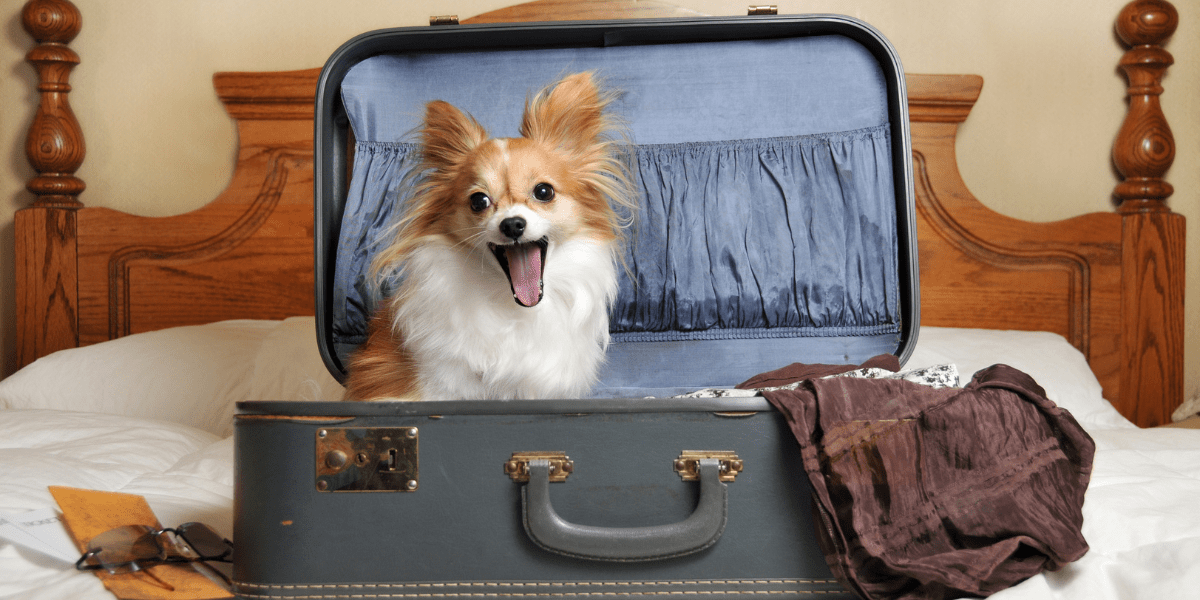 Air travel with dogs guide featuring tips for flying with your pup and choosing the right pet carrier from Wasatch Pup.