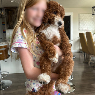 Snickers | Red F1B Mini Goldendoodle Stud | Health Tested