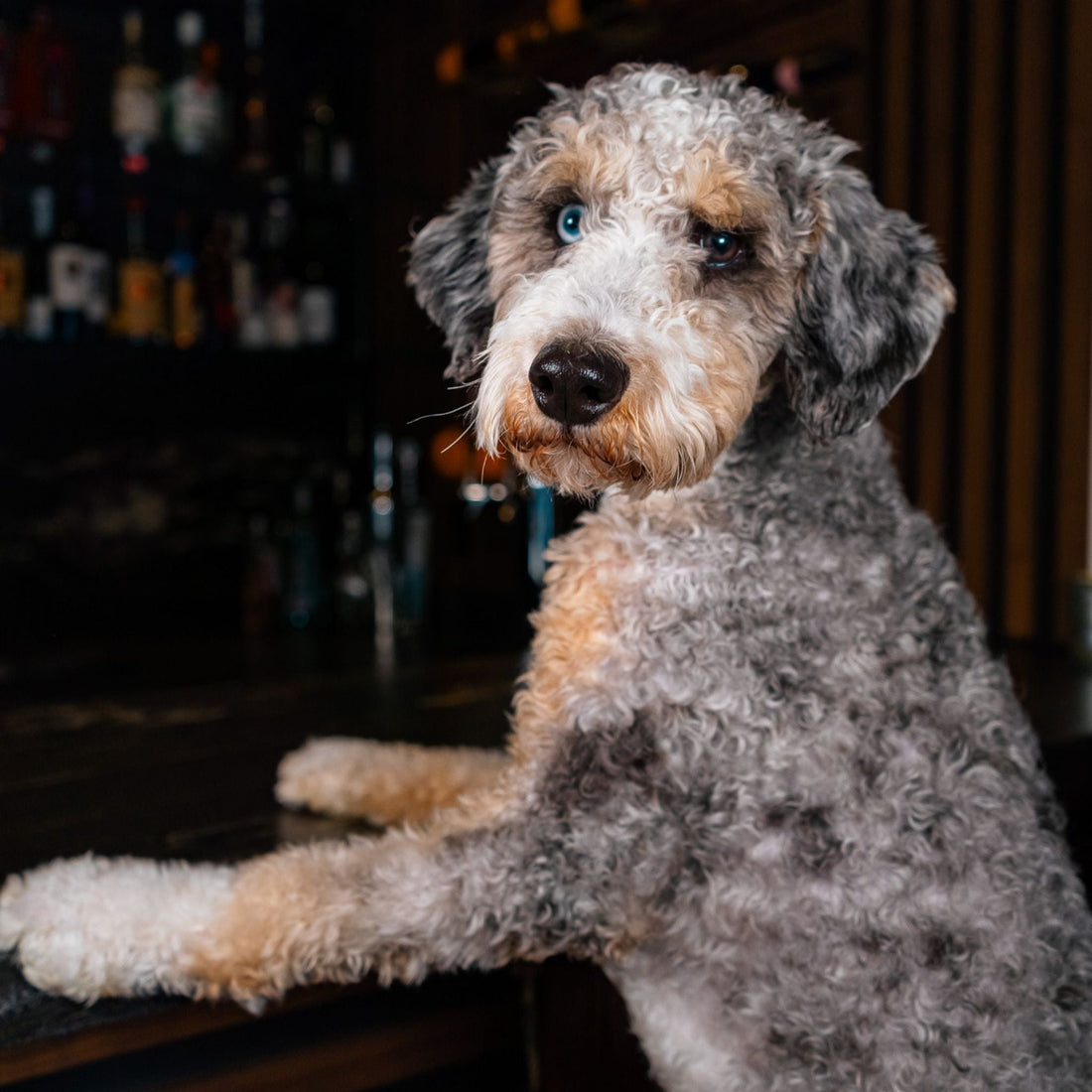 Winston | Tri-Color F1B Mini Bernedoodle Stud | Health Tested