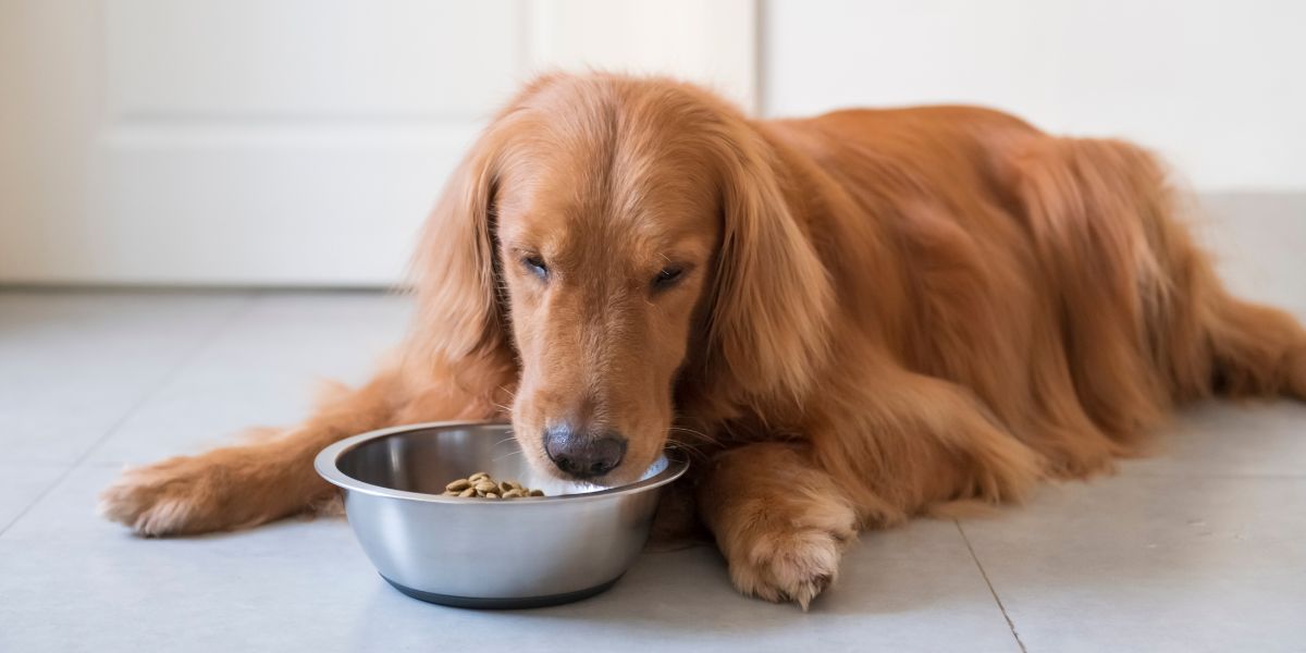 Feeding a Pregnant Dog: What to Feed, When to Change, and How Much