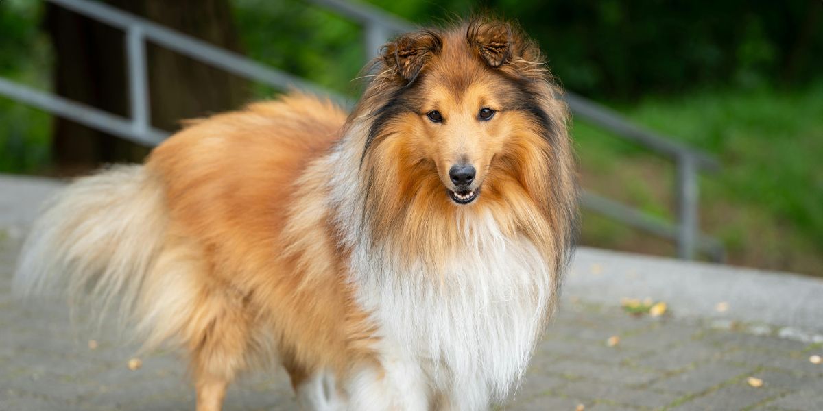beautiful female dog