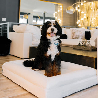 Luxury Orthopedic Dog Bed