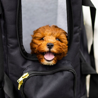 Air Pup Travel Carrier