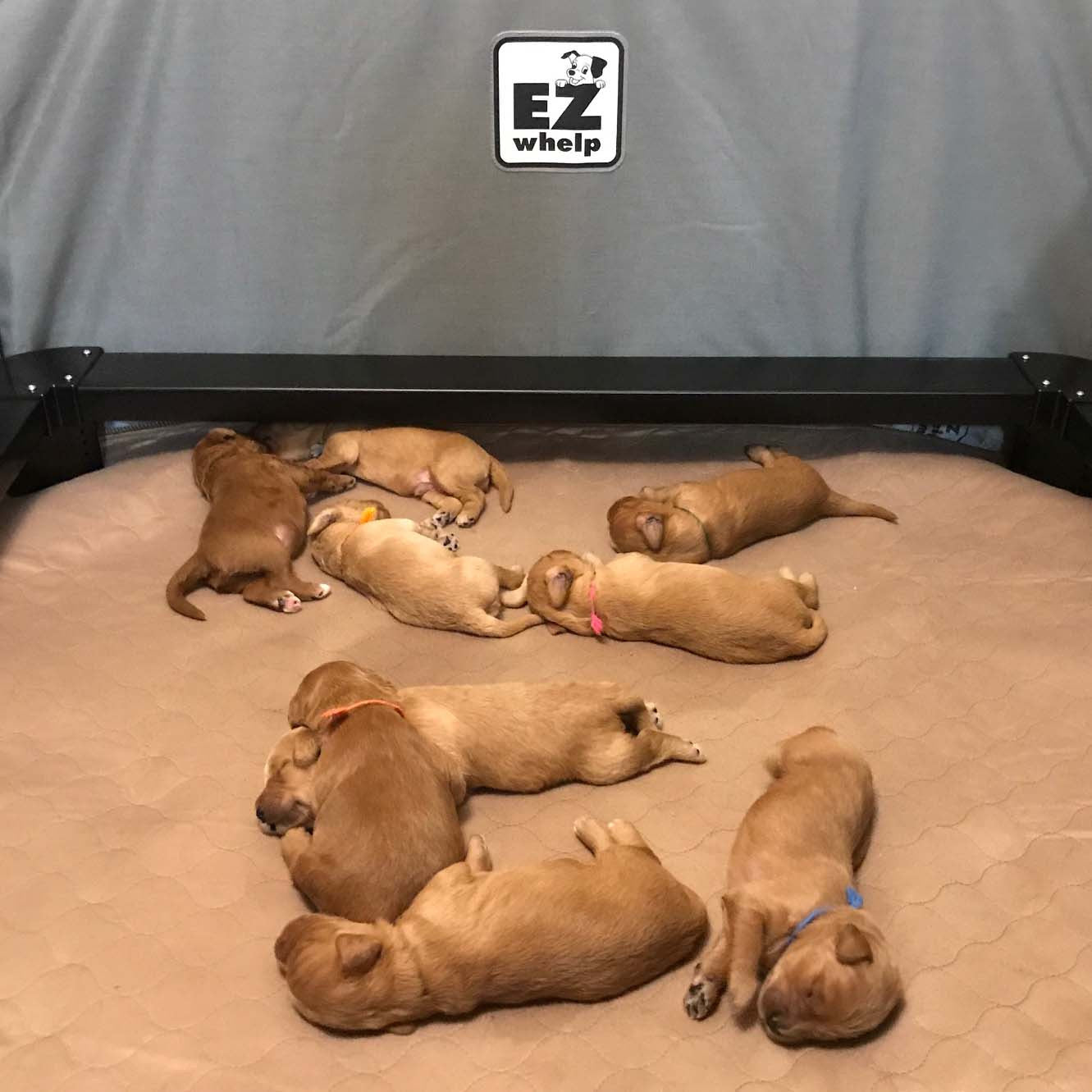 Group of puppies lying on a blanket with an EZ Whelp logo in the background. EZwhelp laminated pads are perfect for floor mats, human incontinence or general animal care and training. They are waterproof and washable. Rounded corners help the pads lay well against box or crate walls.&nbsp;

Do not use bleach or fabric softener when washing.

Laminated pads are the best environmental fit for low energy demand and impact.