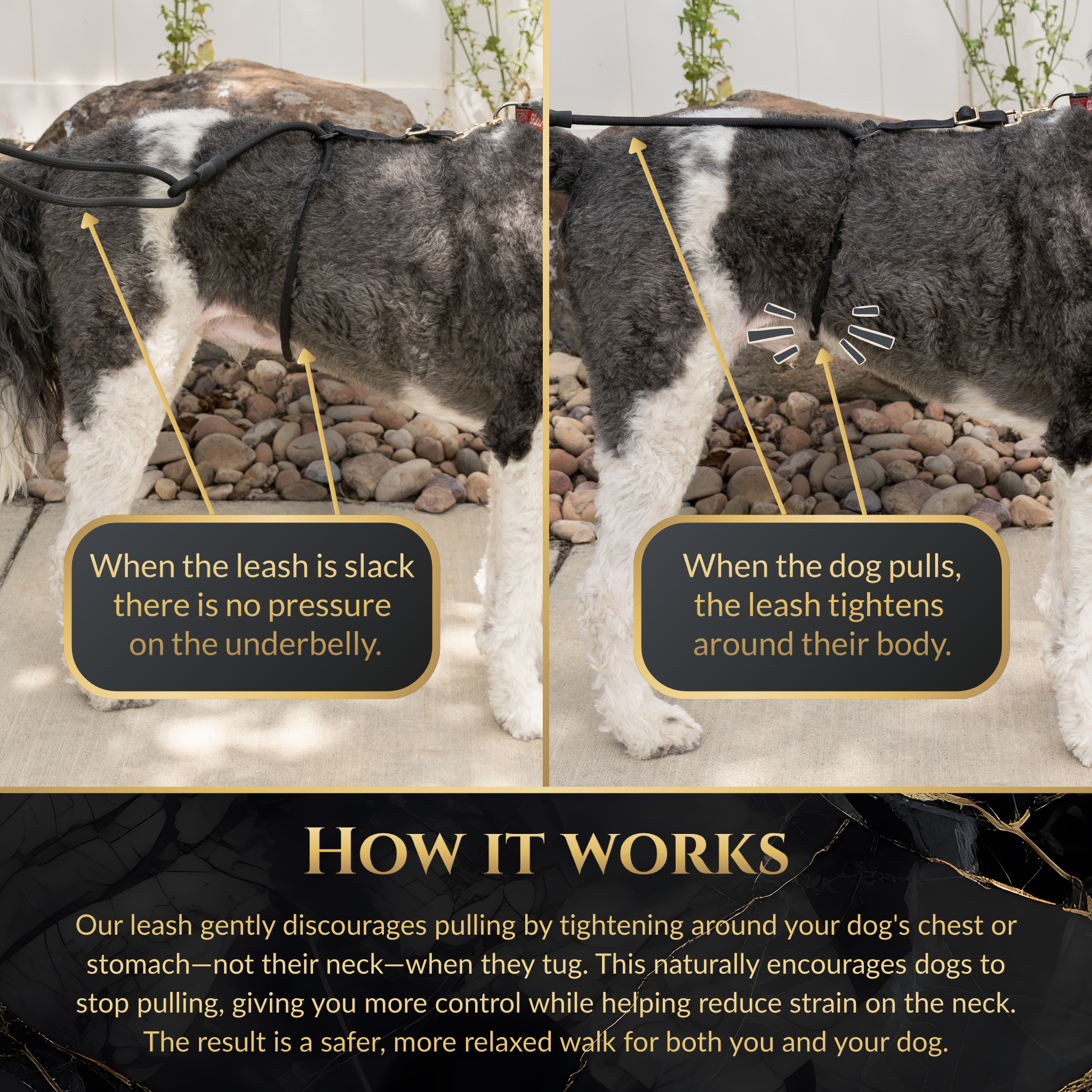 Dog leash demonstration showing pressure distribution on a dog's body. Enjoy better walks with the Calm Command hands-free no-pull leash. Designed for comfort and control, it's the perfect tool for active pet owners.