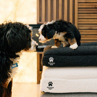 Luxury Orthopedic Dog Bed