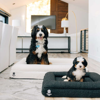 Luxury Orthopedic Dog Bed