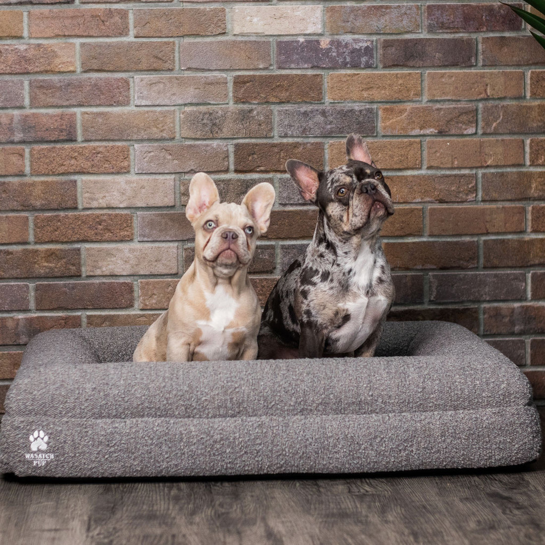 Wasatch Pup luxury orthopedic memory foam dog bed designed for joint support and pressure relief. 