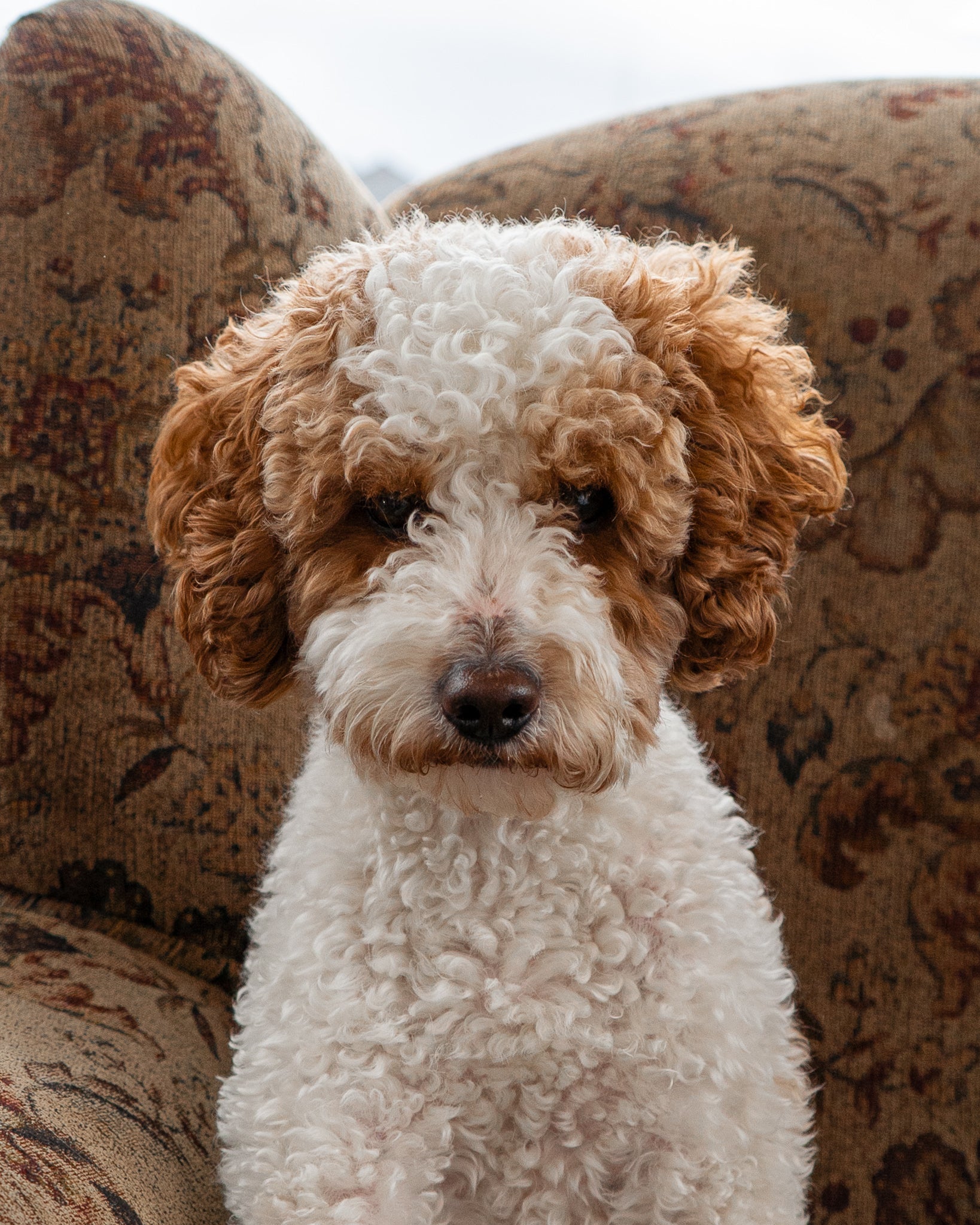 Wasatch Pup Slicker Brush, designed to gently remove mats and loose fur for all coat types. 