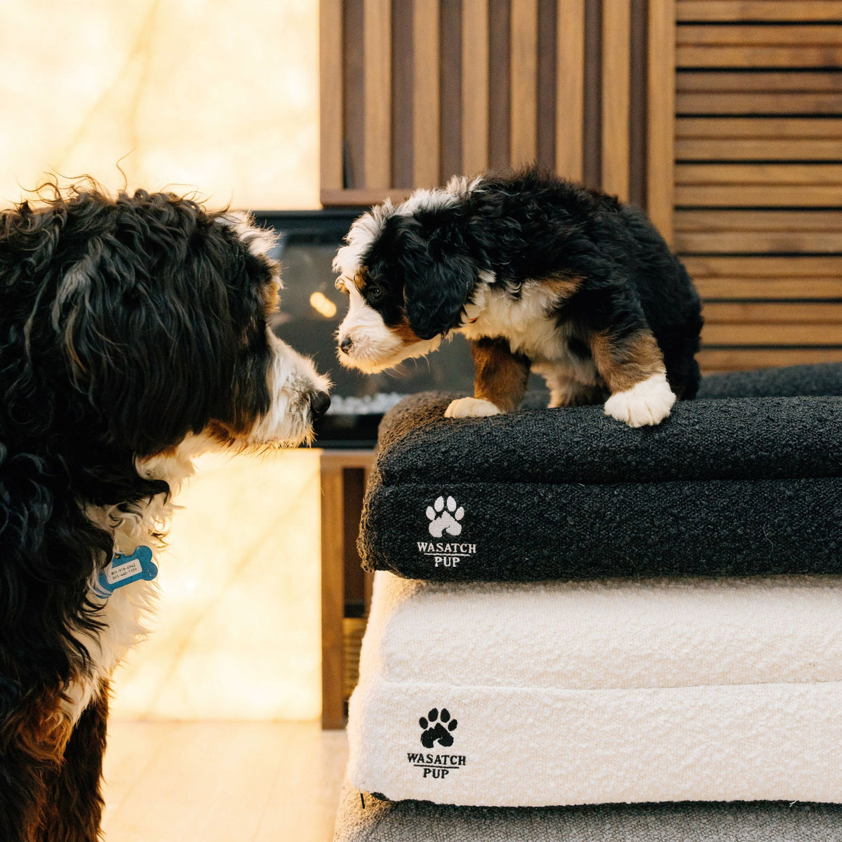 Two dogs pictured with Wasatch Pup Luxury Orthopedic Dog Beds in a home interior, showing the plush bouclé fabric, raised foam bolsters, and cushioned orthopedic sleeping area. The beds feature removable washable covers, layered memory foam and high-density support foam, waterproof protective liners, and non-slip bottoms designed to help reduce sliding on indoor floors.