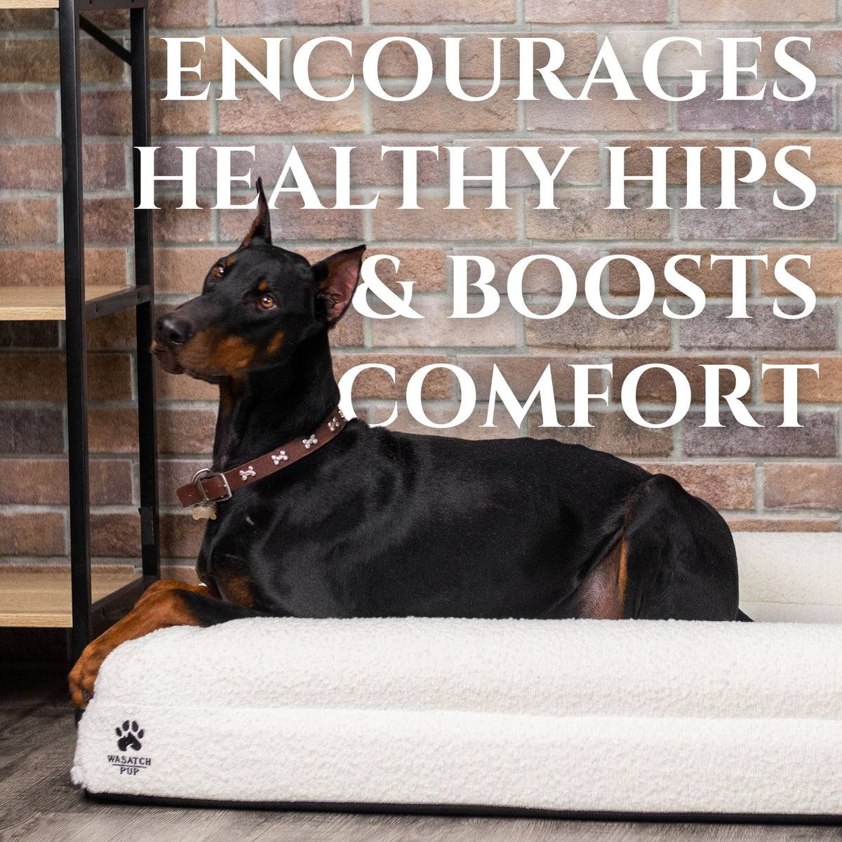 Small brown dog resting on a Charcoal Wasatch Pup Luxury Orthopedic Dog Bed with raised cushioned bolsters. The bed features a soft bouclé cover and layered orthopedic foam construction designed to provide a supportive resting surface. The raised sides offer a comfortable place for dogs to rest their heads, while the open central sleeping area provides room to settle and relax.