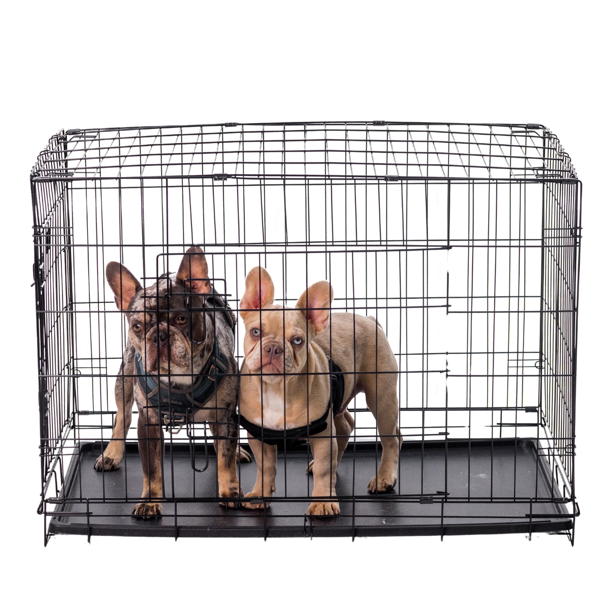 2 French Bull dogs inside of a wire kennel.
Double-Door Wire Dog Kennel featuring durable steel wire construction, front and side access doors, secure slide-bolt latches, and a removable leak-resistant tray for easy cleaning. Designed to provide a safe, comfortable space for crate training, travel, recovery, and everyday use while offering convenient access from multiple directions. Folds flat for storage and transport.