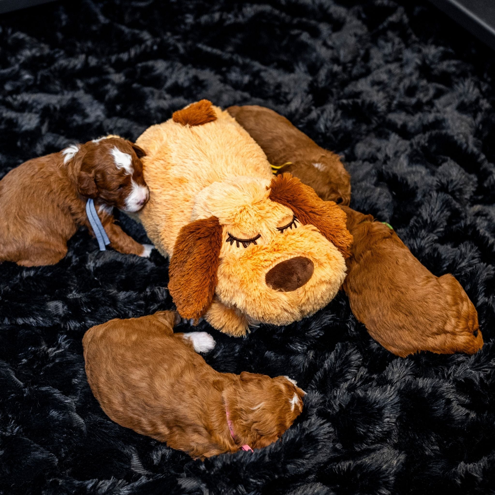 Zen Pup w/Anxiety Reducing Heartbeat