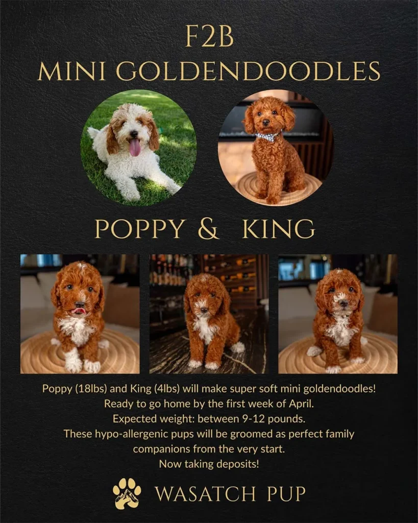 About Poppy and King's Mini Goldendoodles