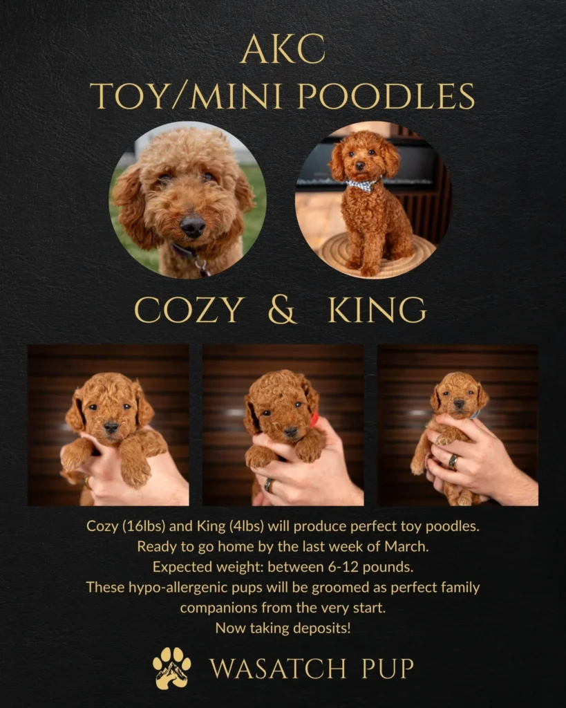 About - AKC Toy/Mini Poodles