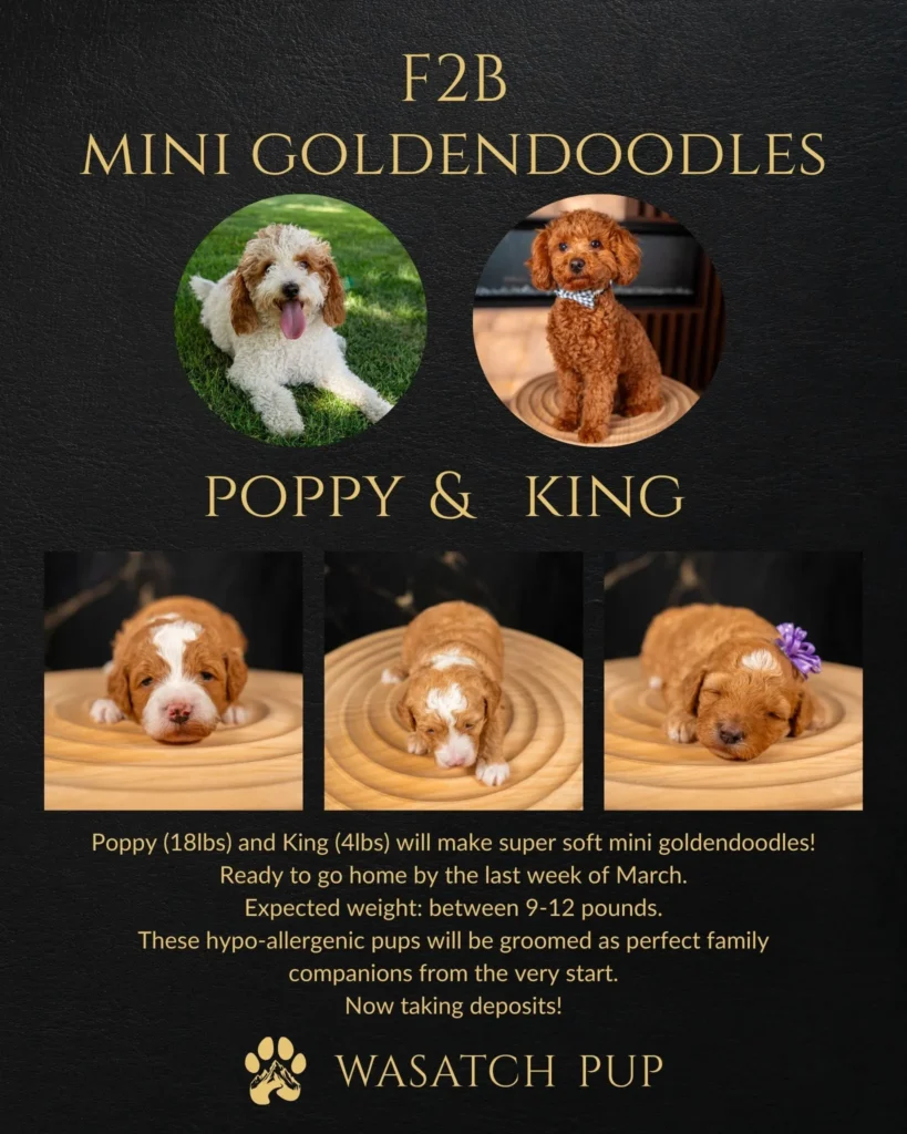 About - F1B Mini Goldendoodles
