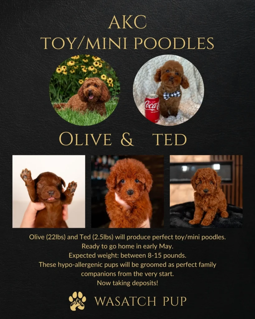 AKC Toy/Mini Poodles
